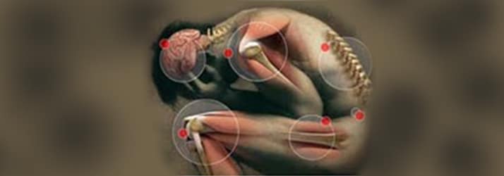 cross section of human with circles